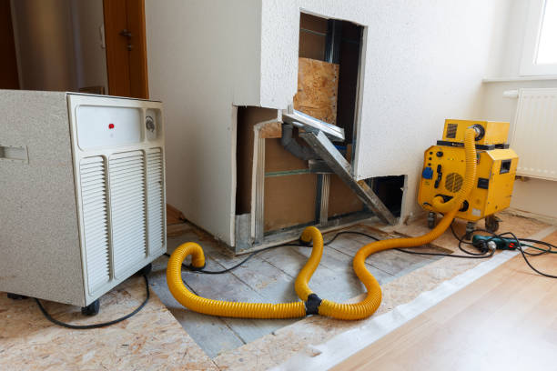 Reliable Richton Park, IL Mold Removal Solutions